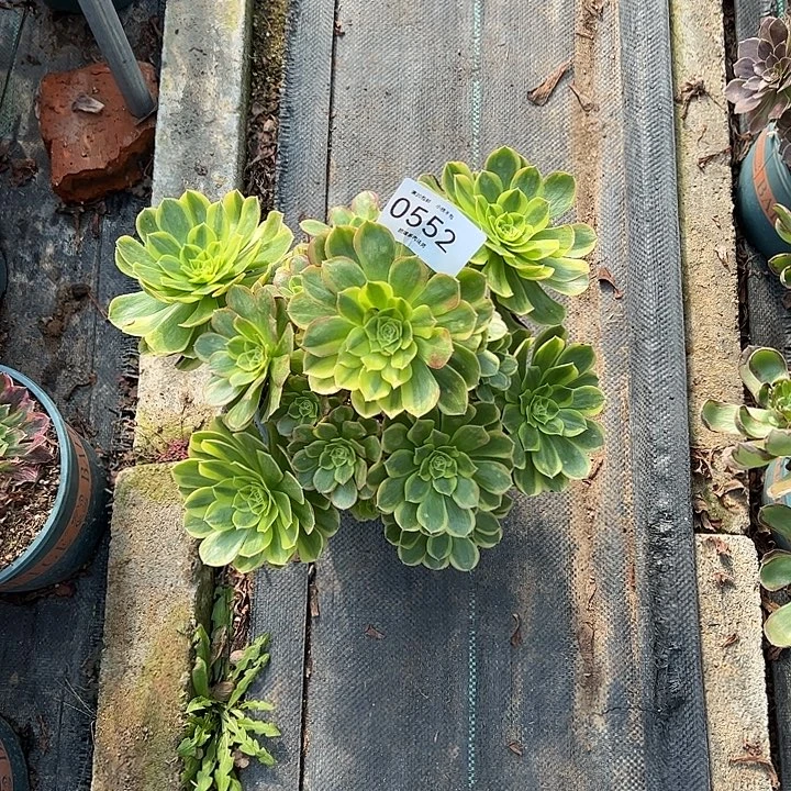 0552奶白多肉植物