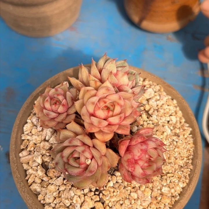 19 本吧 一物一拍