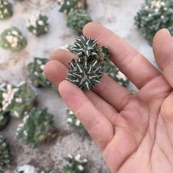 无***氏自根黑群瑕疵特价