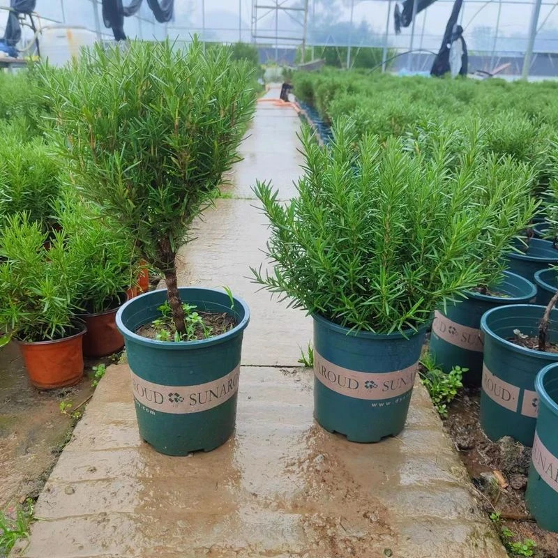 棒棒糖型迷迭香盆栽独杆老桩新鲜可食用牛排伴侣桌面香草植物驱蚊