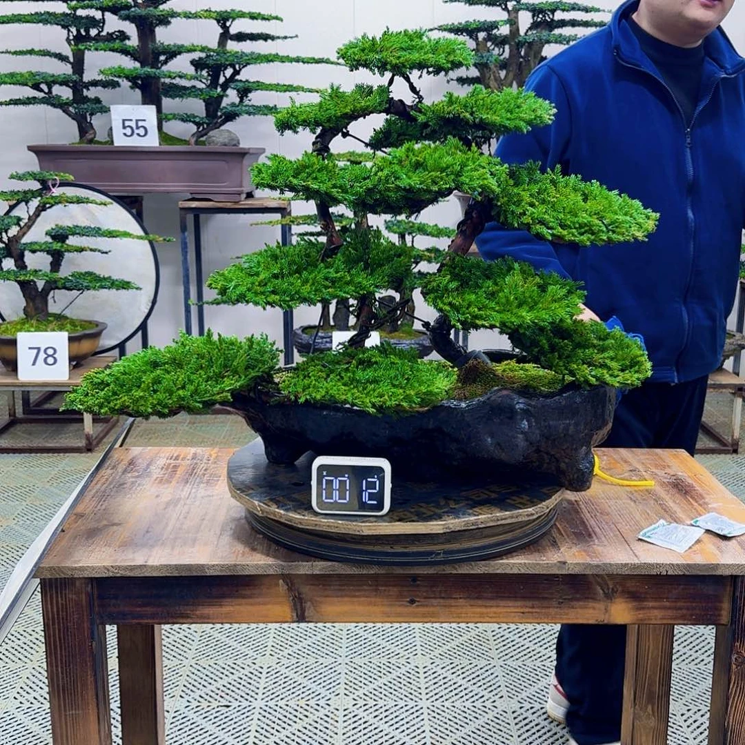 无花朵柏树造型盆景