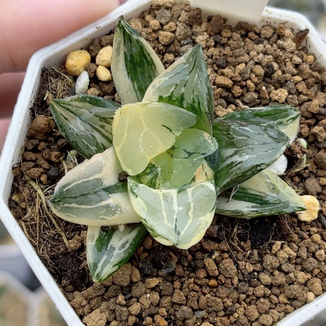 697莫迪卡锦福利专场