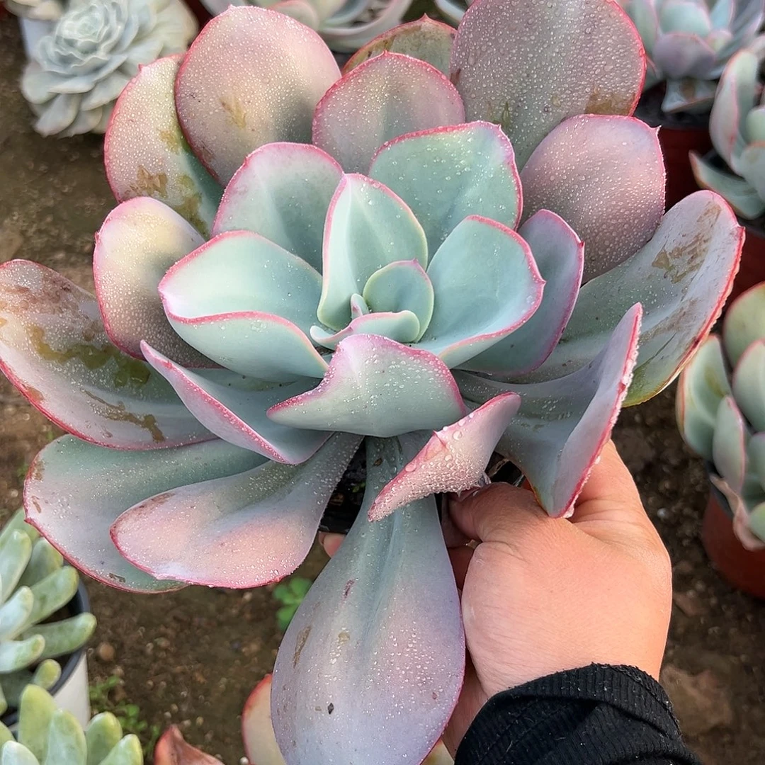 多肉植物布鲁克林蓝