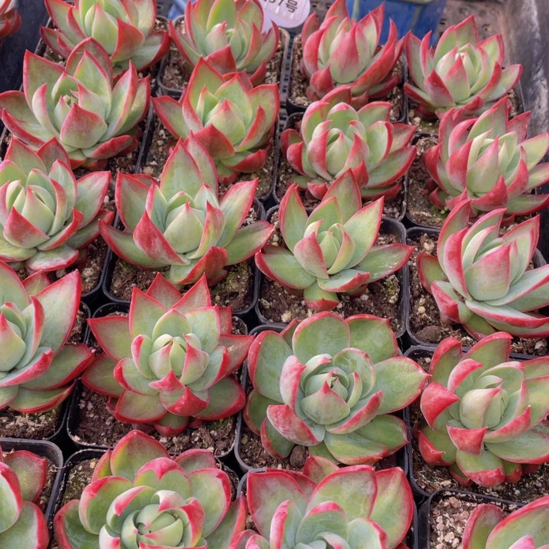 量拍57号 宽叶惊鸿仙子单头一个