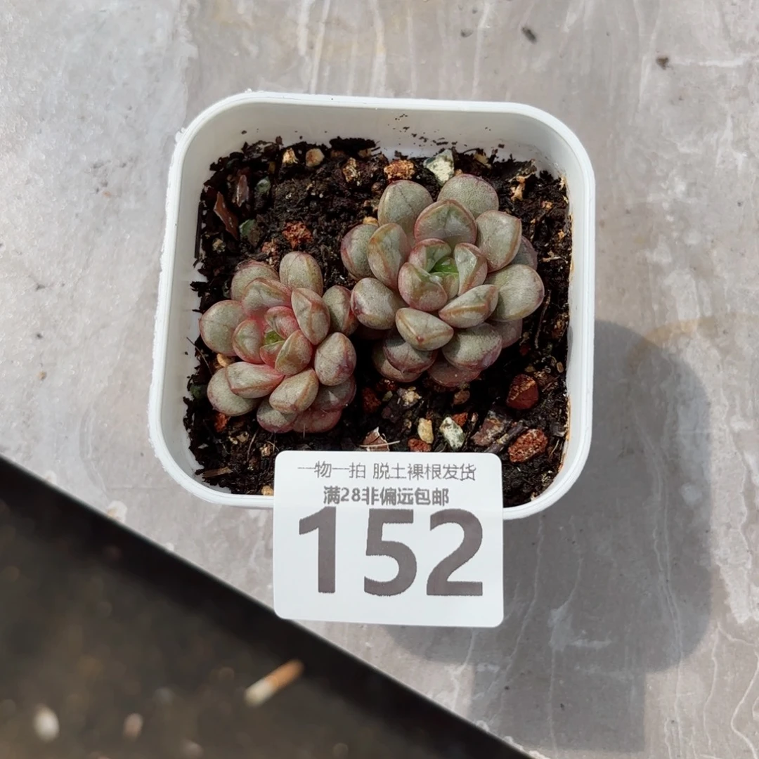 葡萄老桩无盆土发货