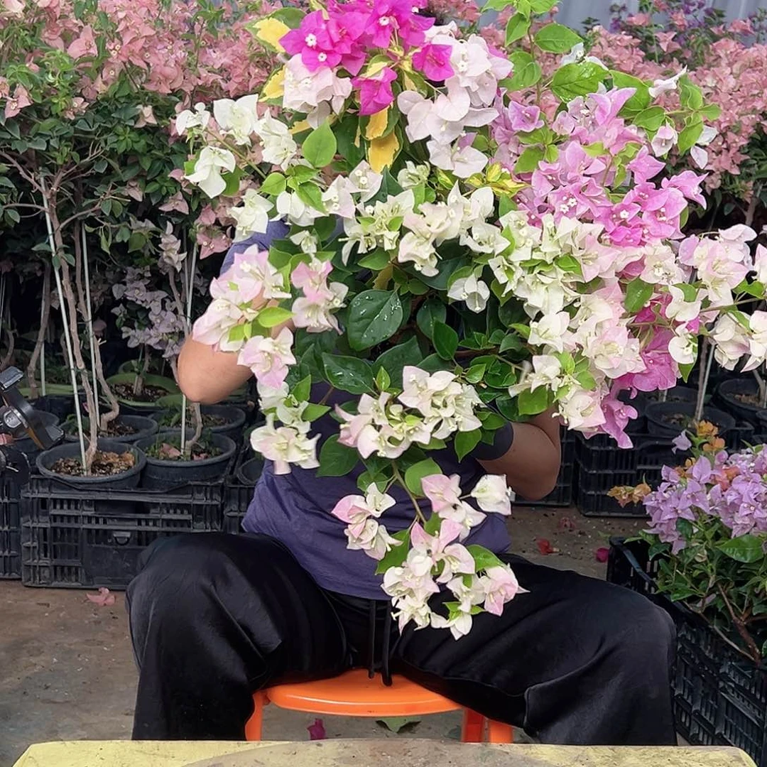 当前无花栽培后可以开花绿樱，广红樱，金心双色组合掌中宝