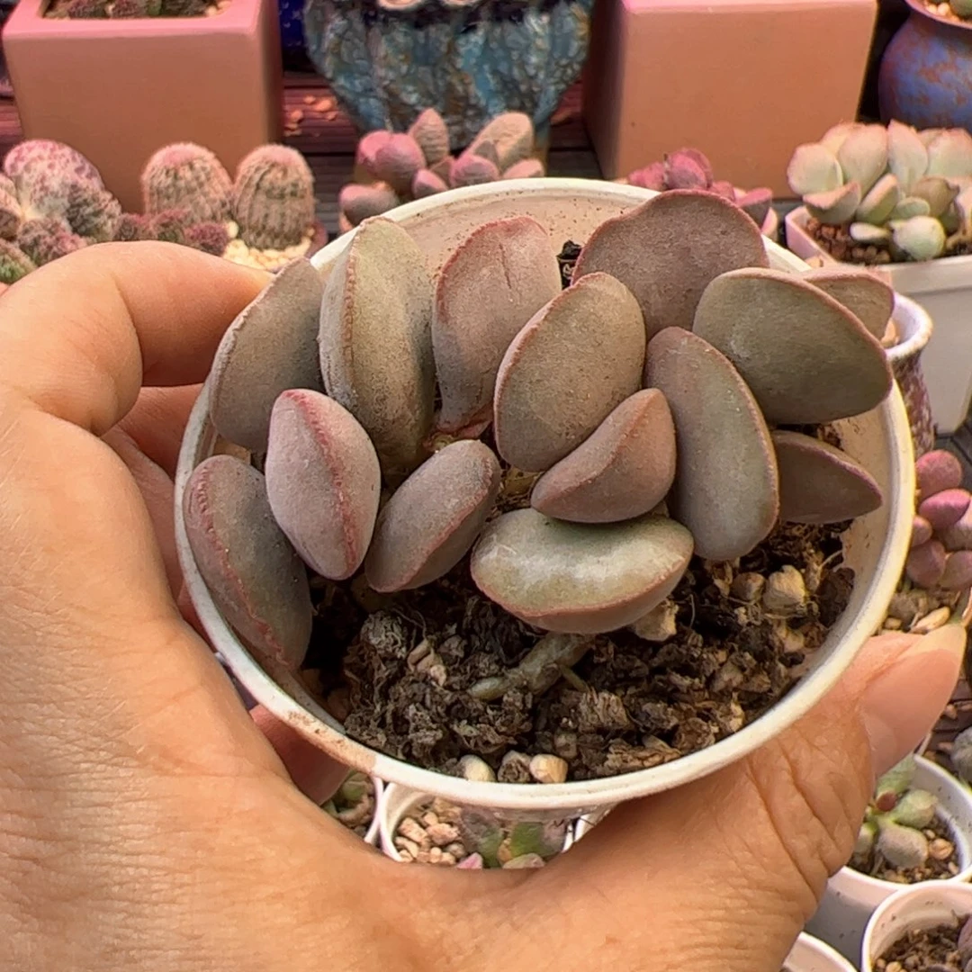 卡***砖红蛋带伤。