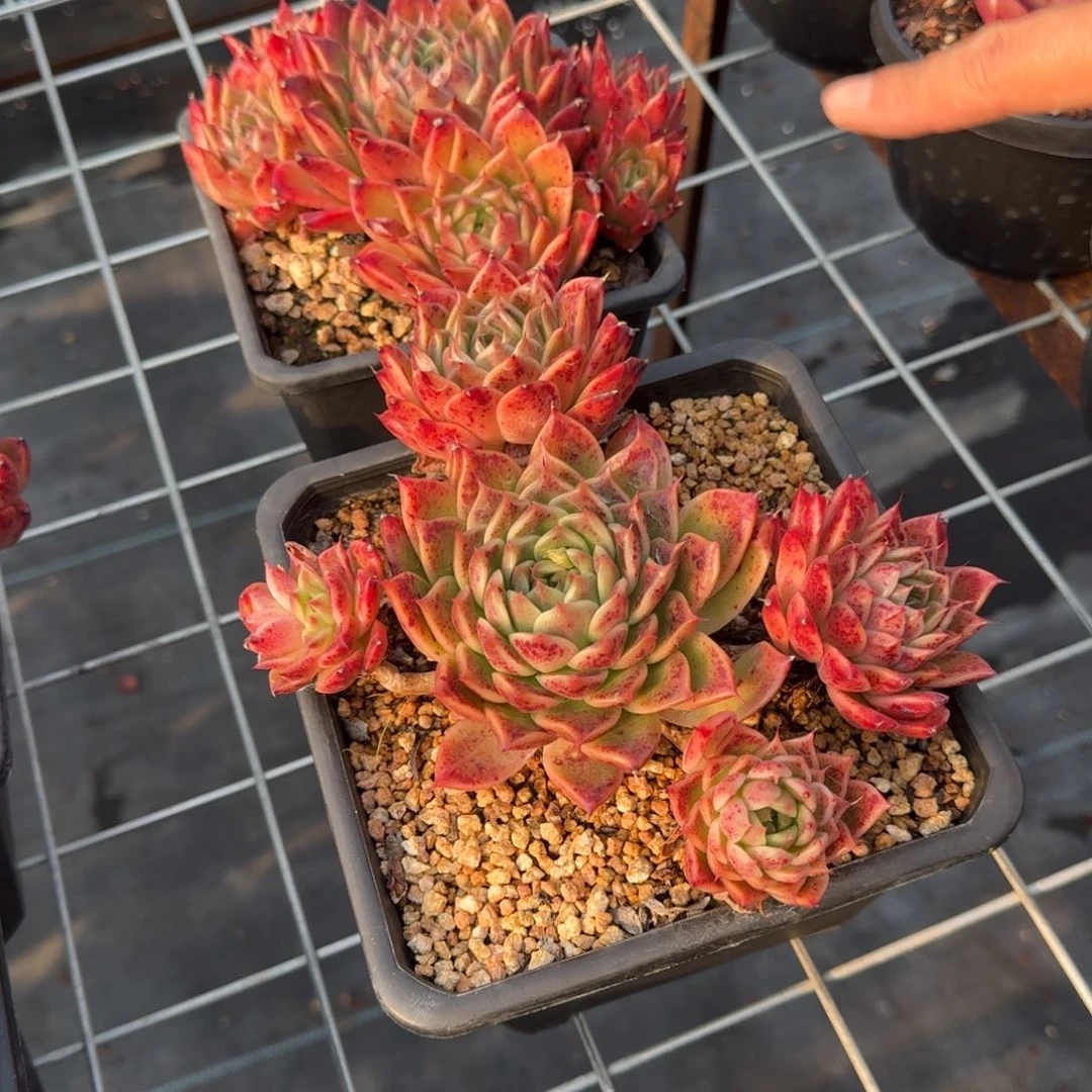 乌血红东云多肉植物