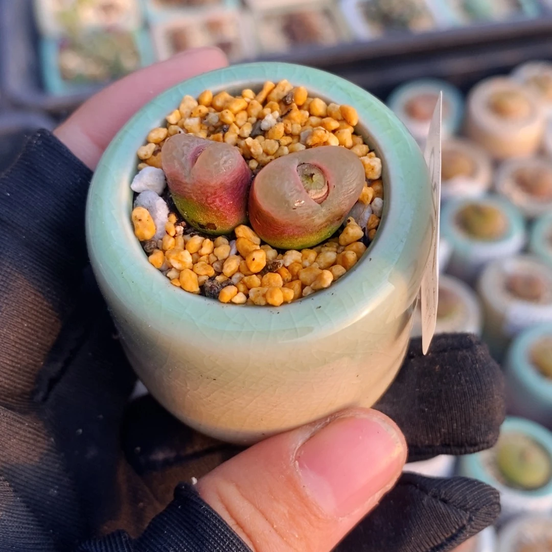 2709-一物一拍带盆