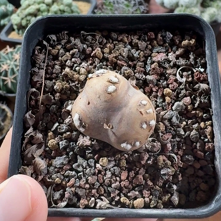 格加厚墩菊仙人球123