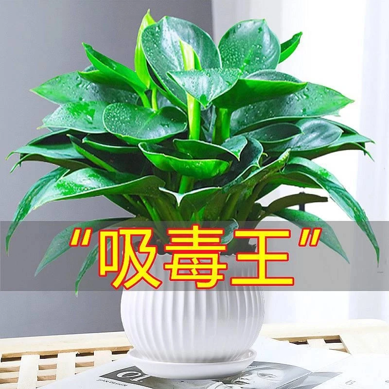 【爆款】金钻盆栽植物绿公主水培绿植万年青花卉多肉办公室内除甲醛