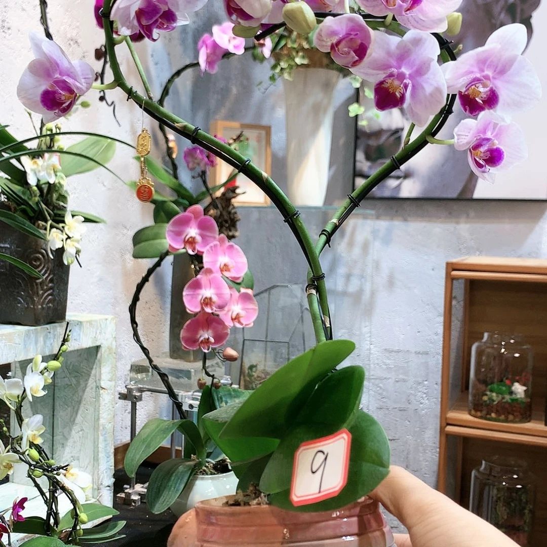 完全开放蝴蝶兰一物一拍