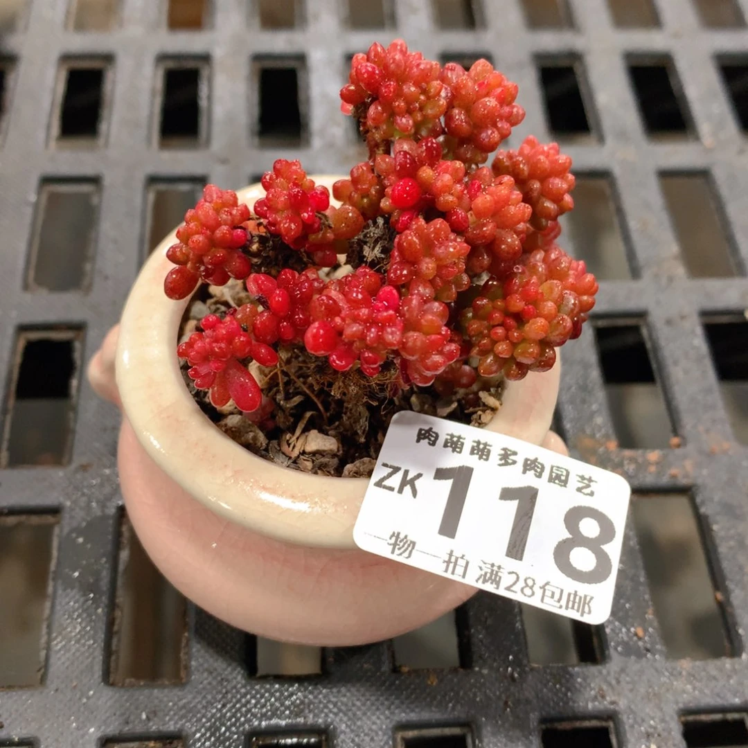 肉萌萌拇指盆精控多肉ZK118