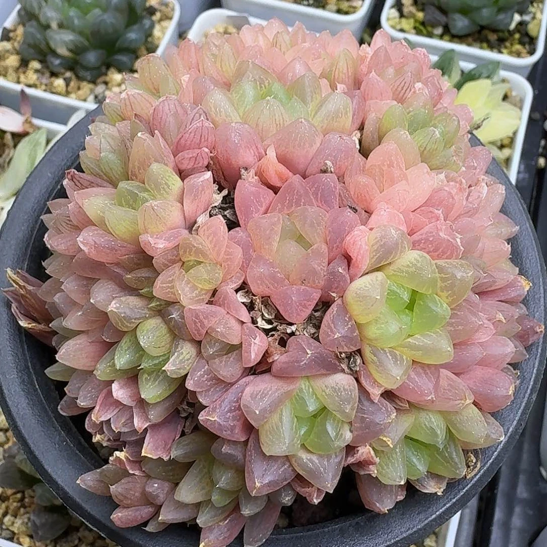 晒红玉露一大群好看