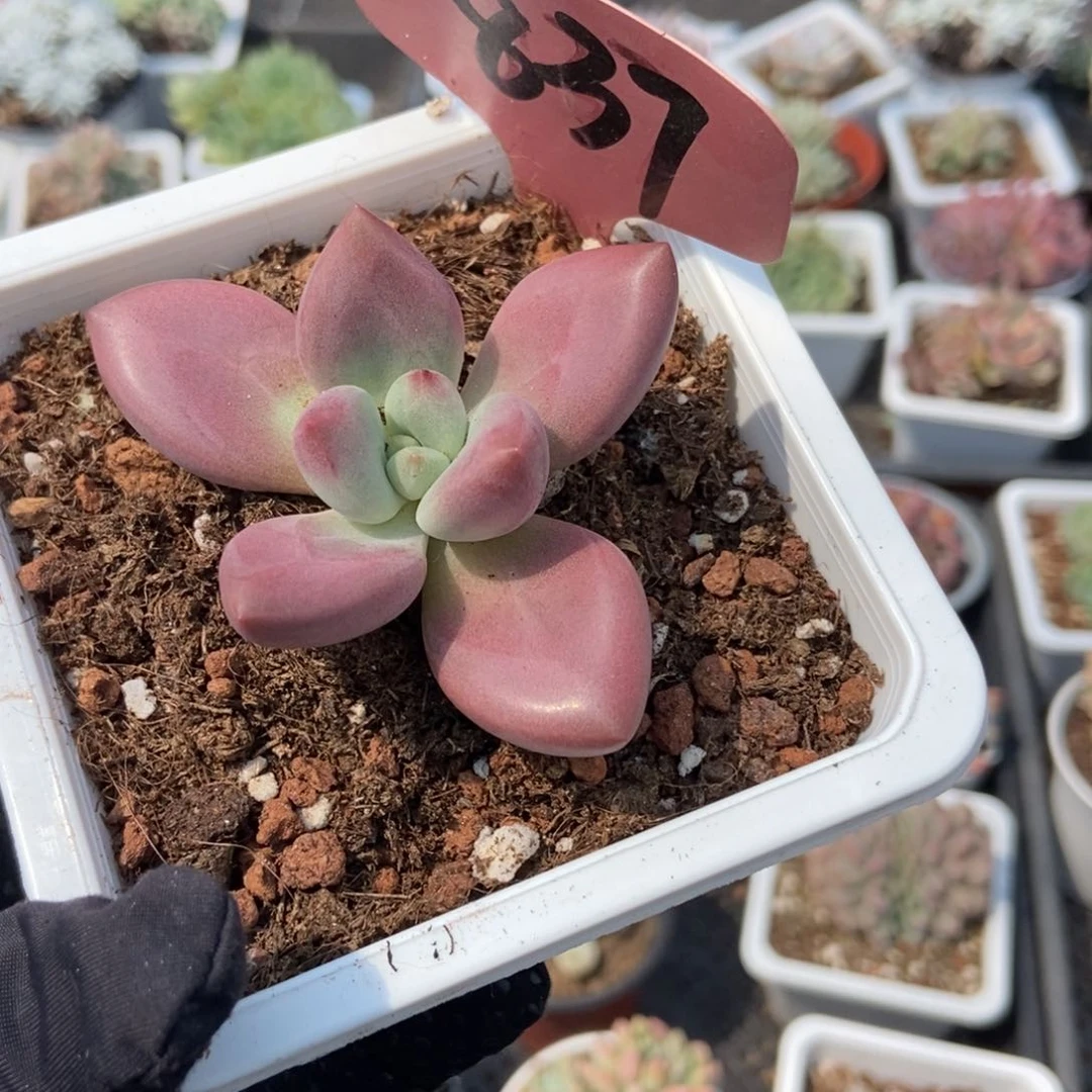 837赫菲多肉植物保护