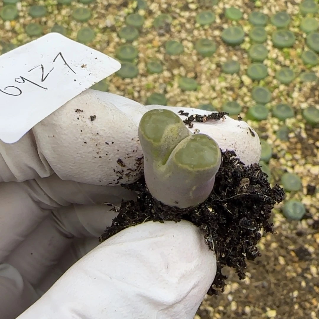 顺***0927。默认脱土。18包邮。偏远88包邮