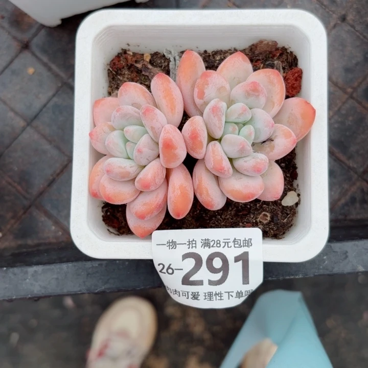 香水多肉无盆土发货无盆