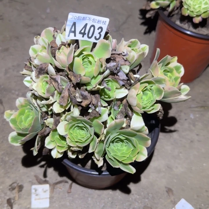 飞***羔辛尼亚……不包断枝……多肉植物