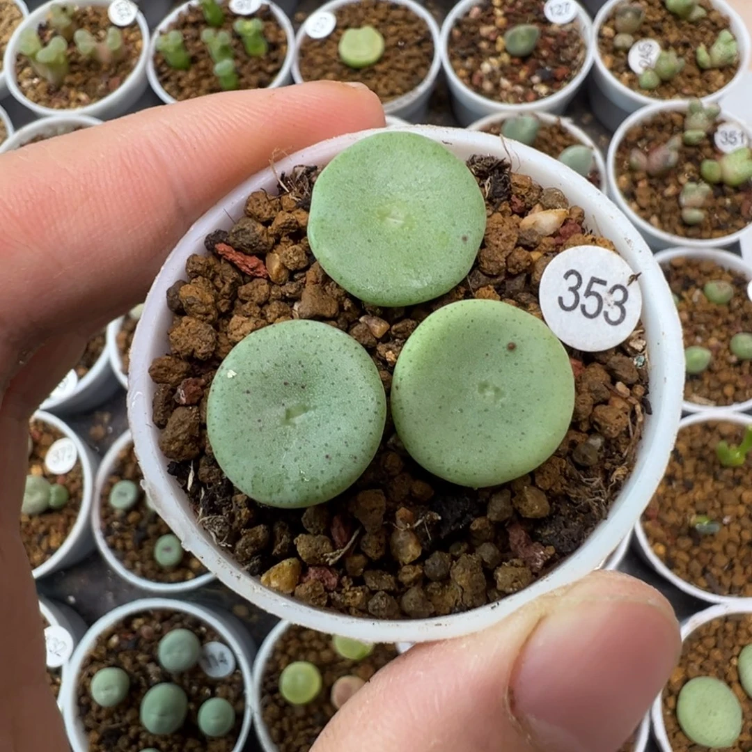 酒杯一颗脱土3530000