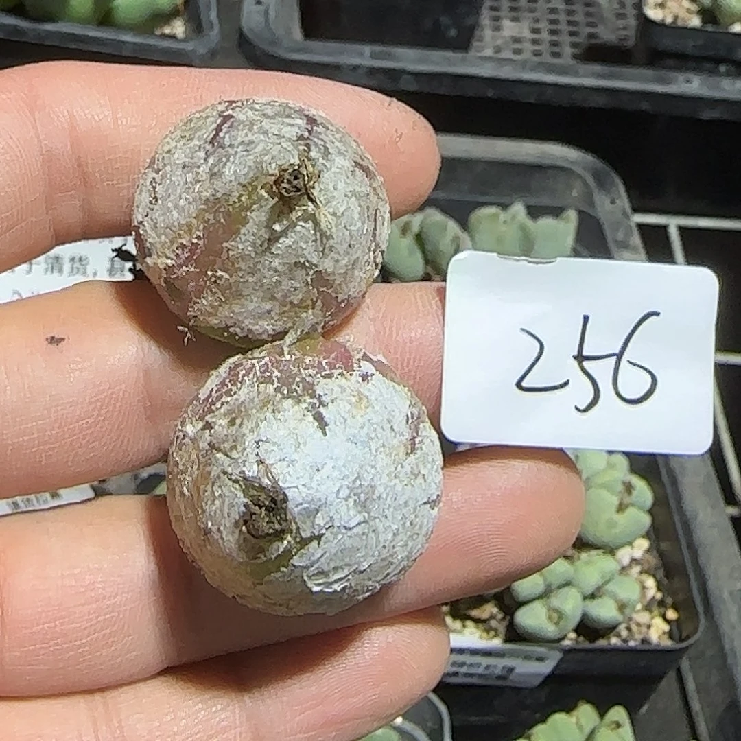 256号，大灯泡肉锥，18包邮