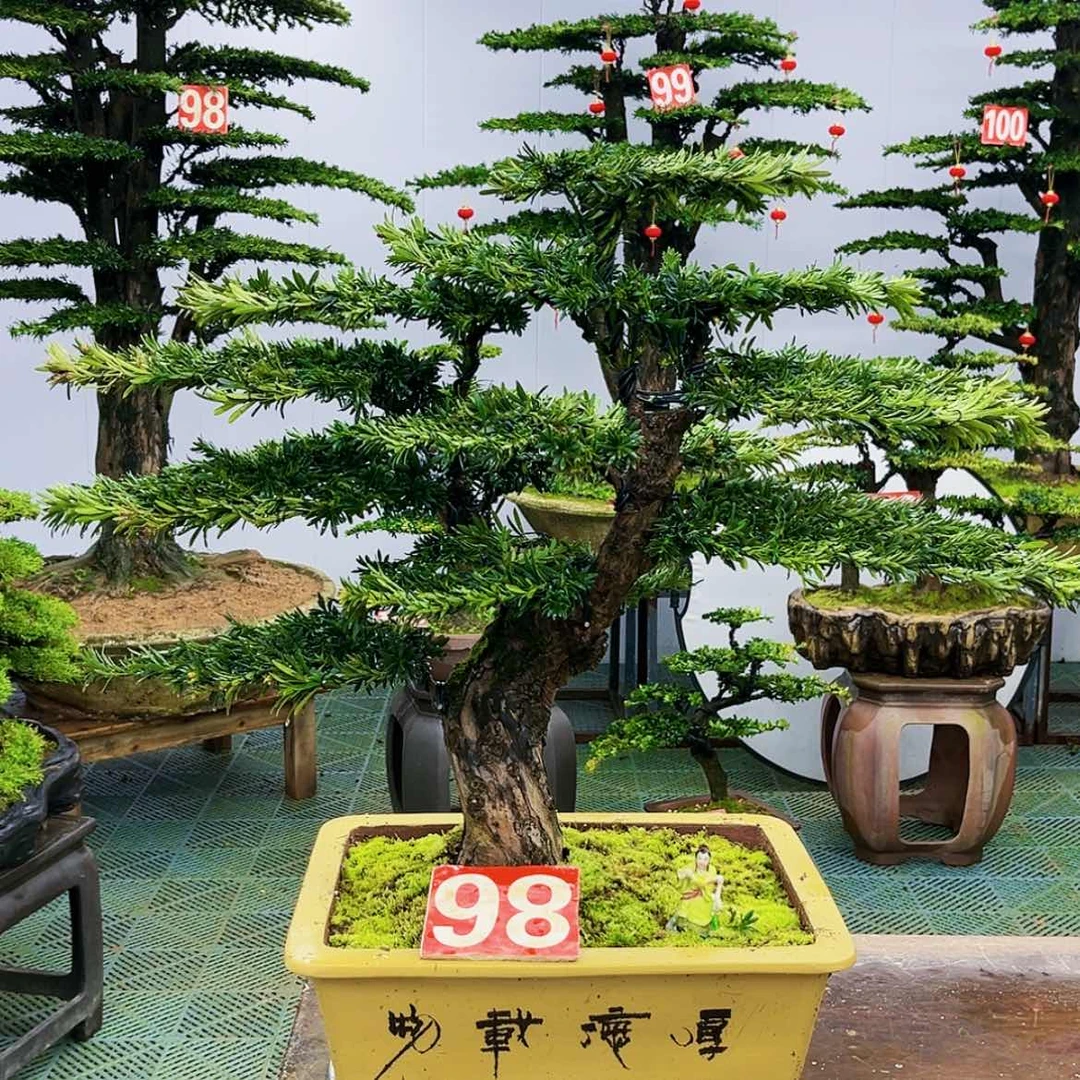 【闪购商品】罗汉松盆景艺术的发展历程