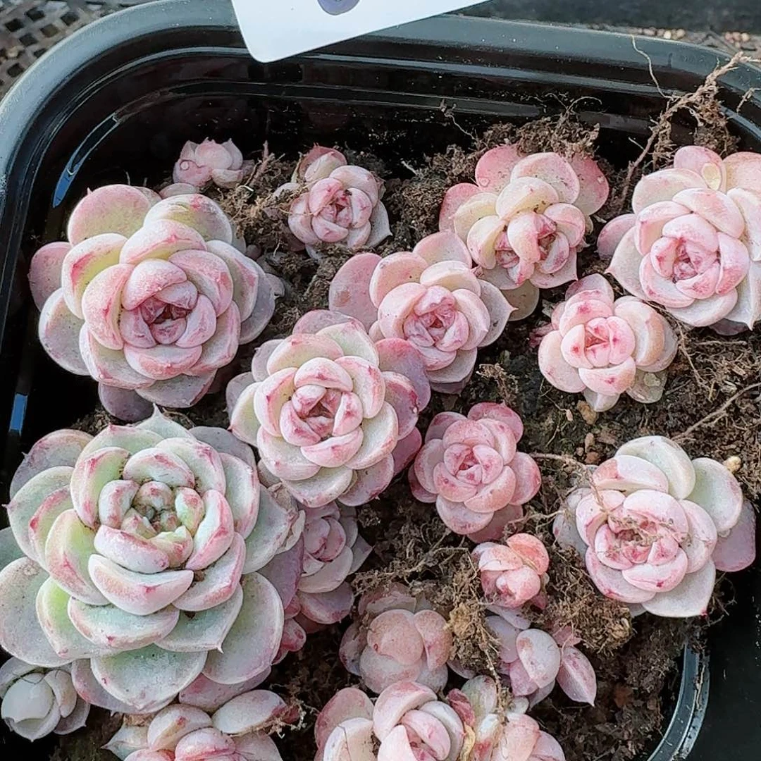 杂交新品珍妮多肉65