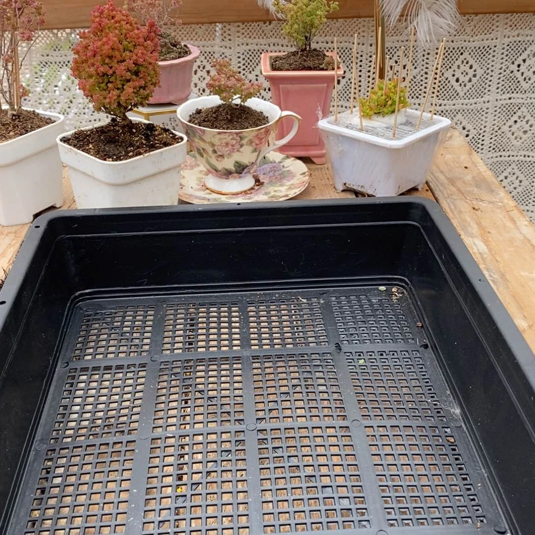 名****长枝干番杏多肉植物寄养发货