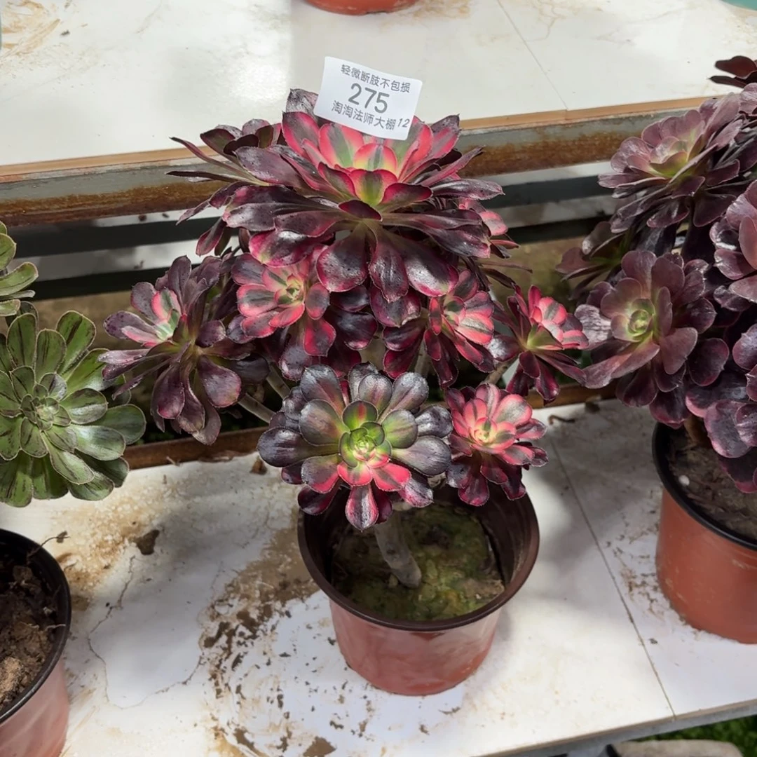 275丽娜多肉植物法师