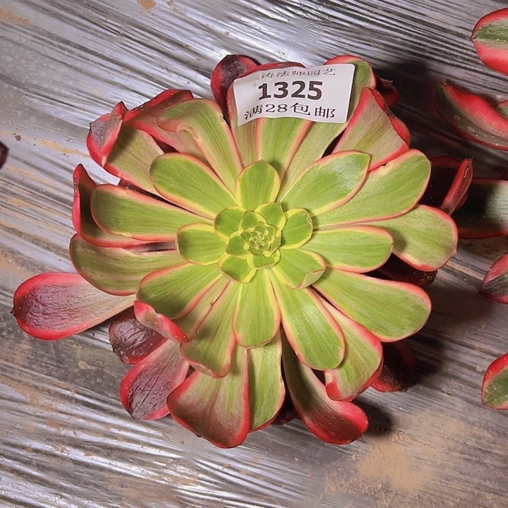 用****41325红魔女多肉植物