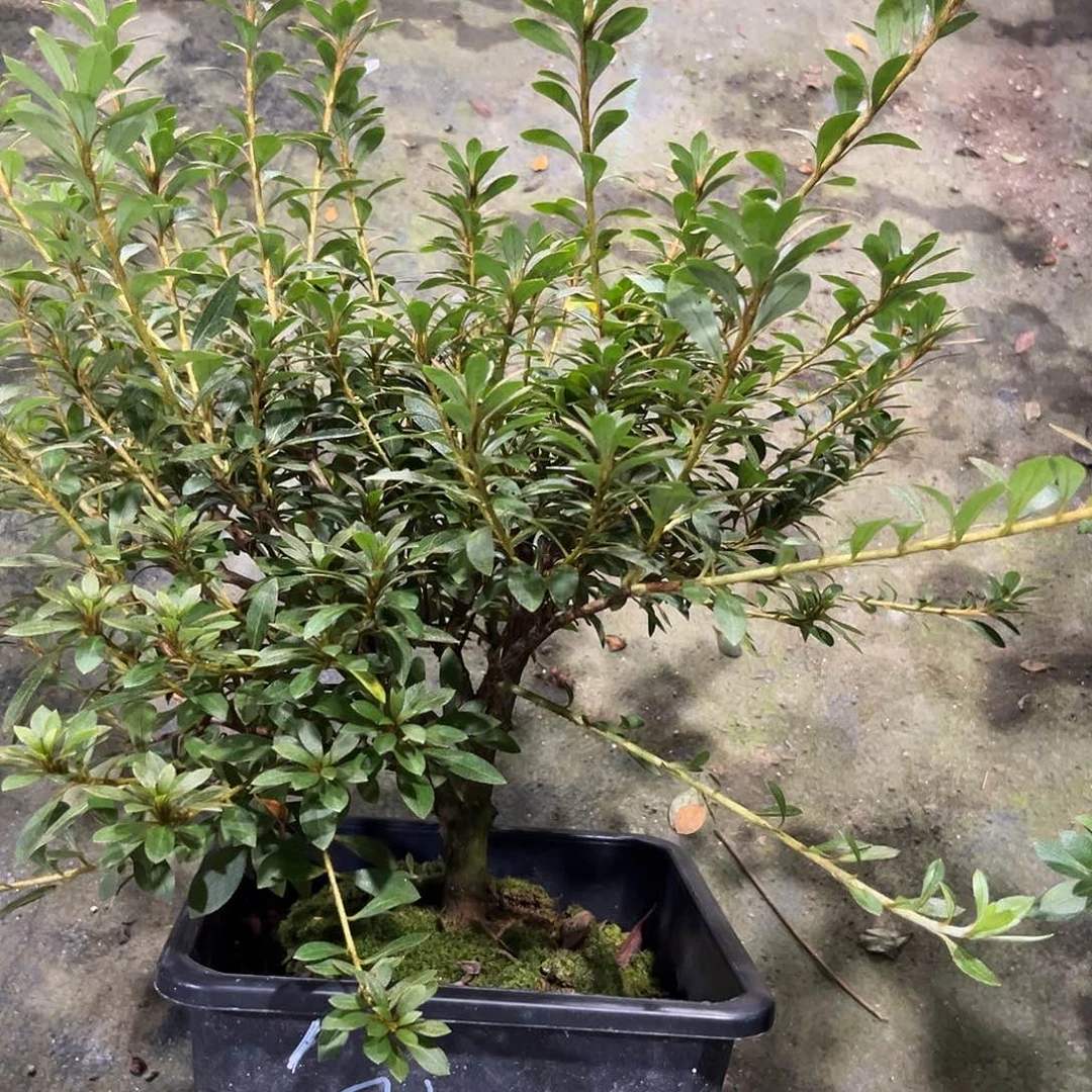 皋月杜鹃花日之丸