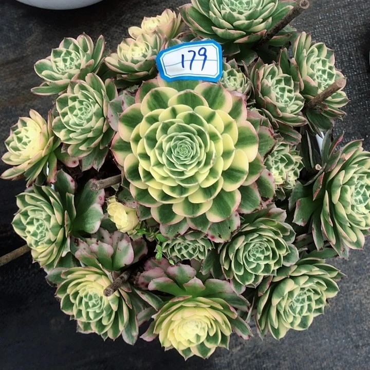 179海王多肉法师