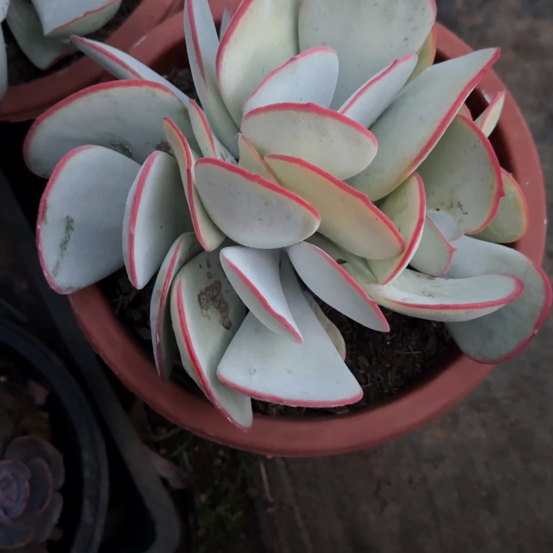 多肉植物多肉植物