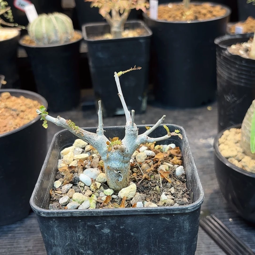 尼勒达实生福利价