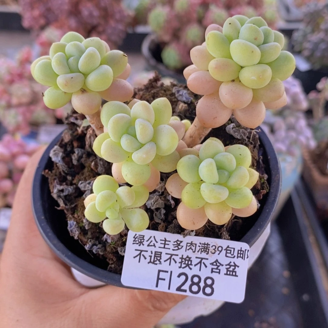 洛可可老桩6cm288多肉植物
