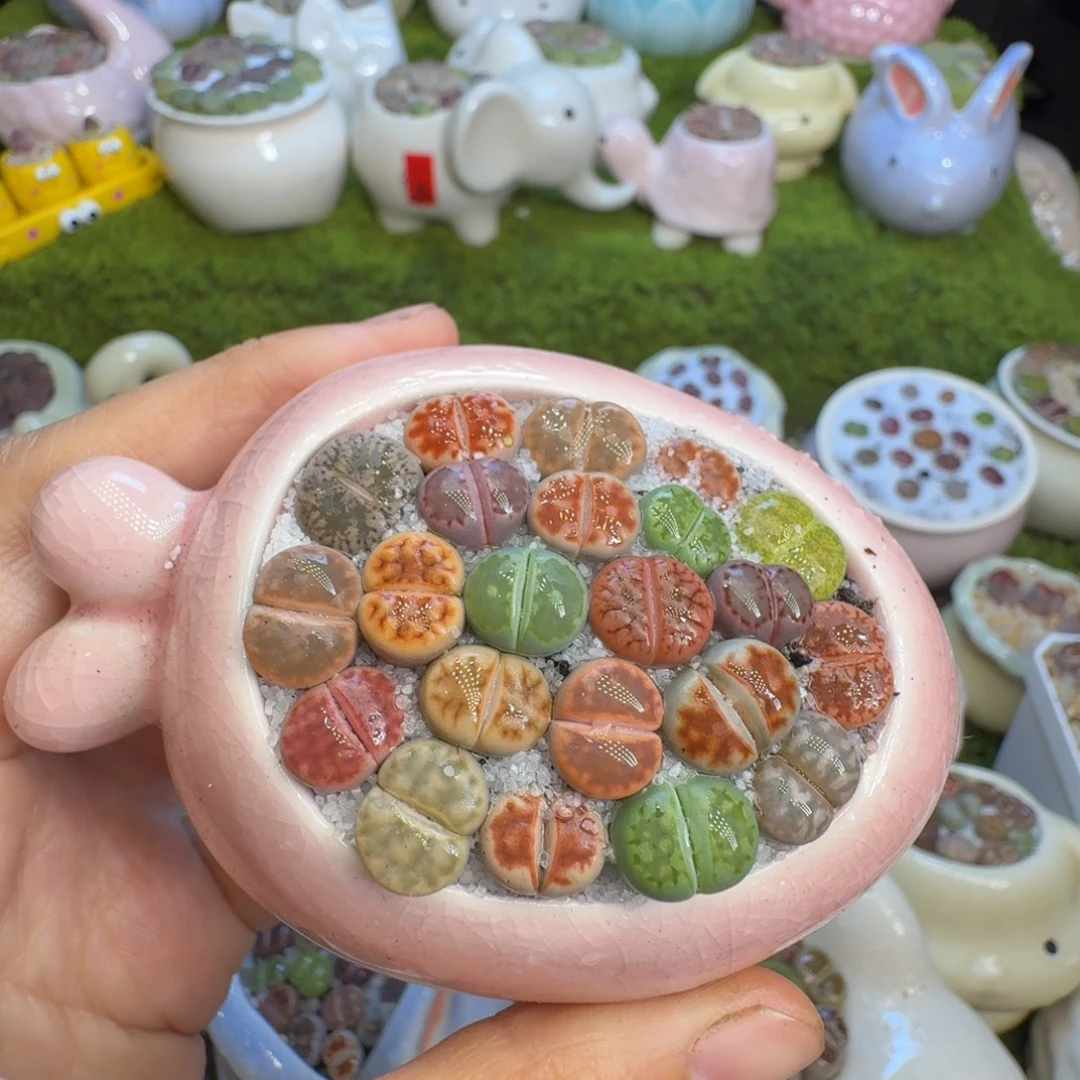 多肉植物开播福利337