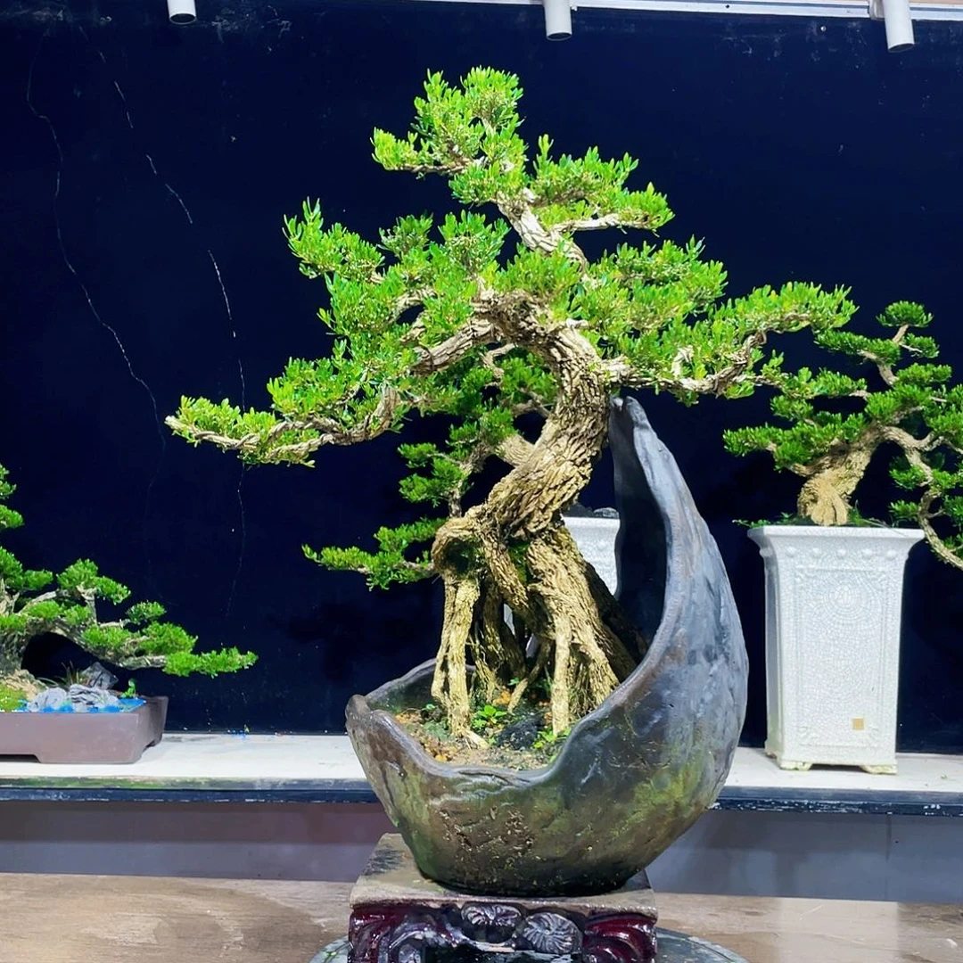 黄杨盆景四季常青