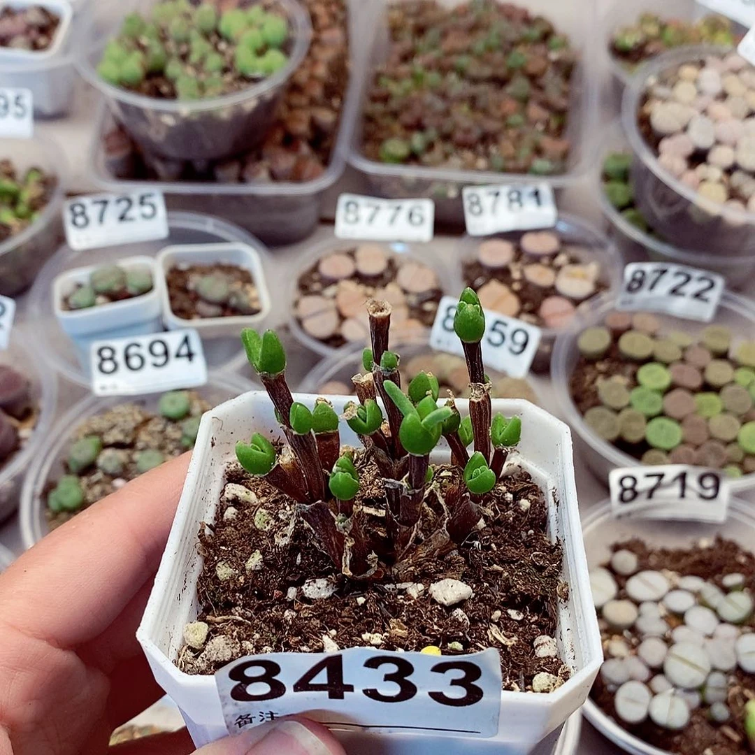8433枝干兔子看看咯