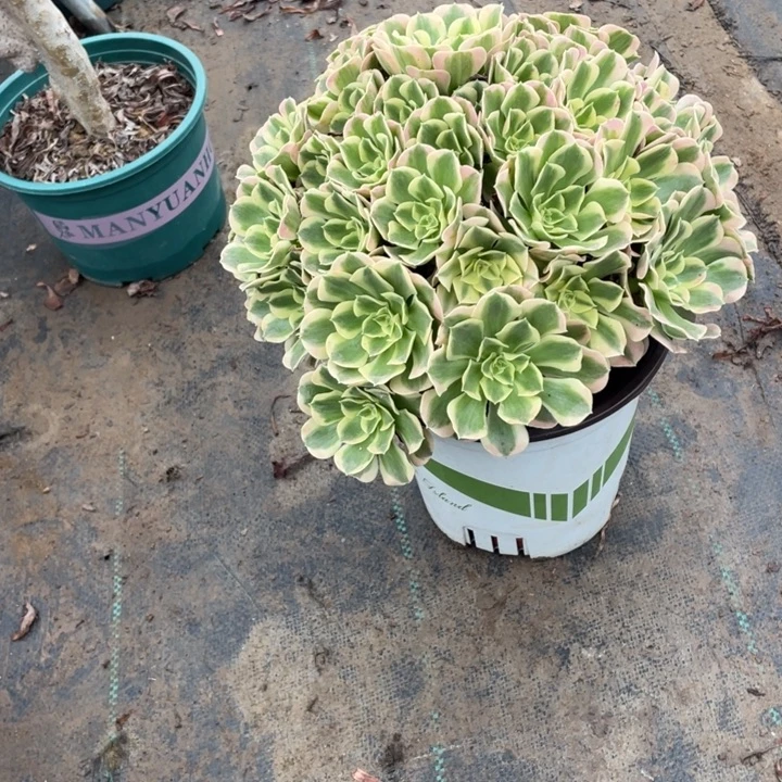 11白凤多肉多肉植物多肉