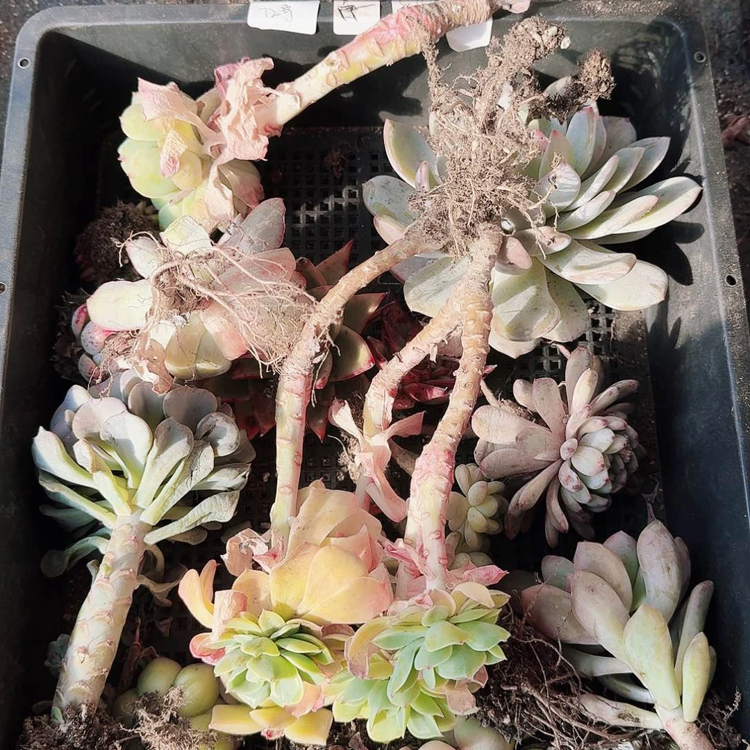 满20包邮零下拍保温箱72号无售后