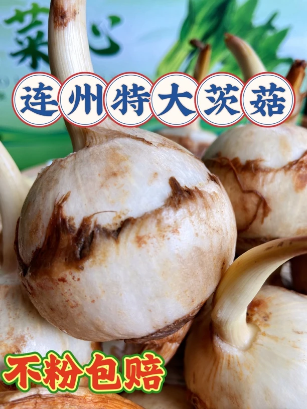 【特大茨菇】连州农家新鲜茨菇10斤包邮