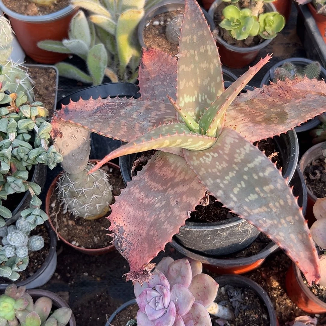 多肉植物进口芦荟