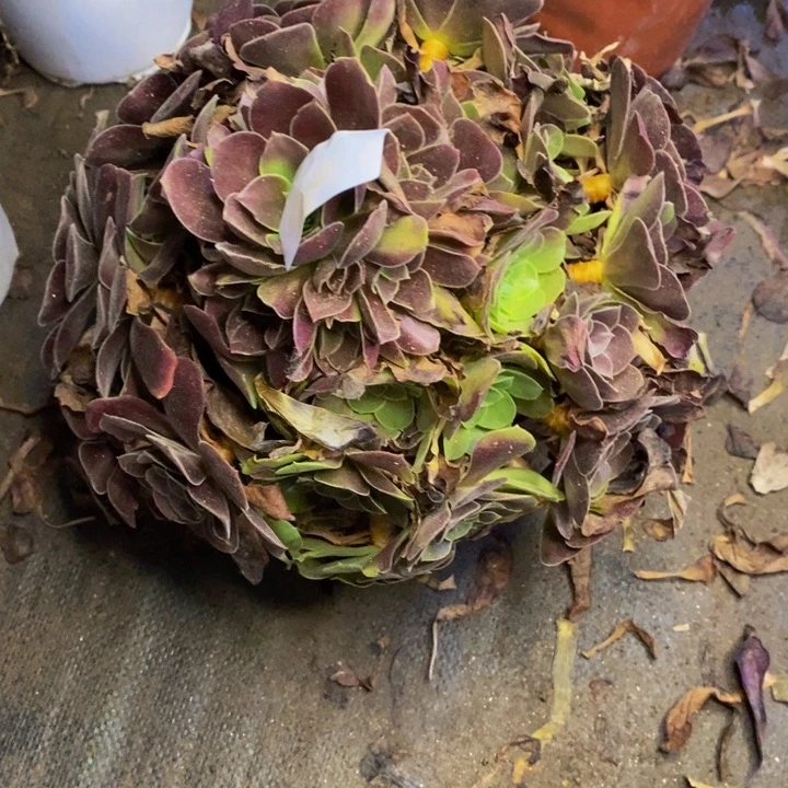 梅花博迪多肉断头不包3701