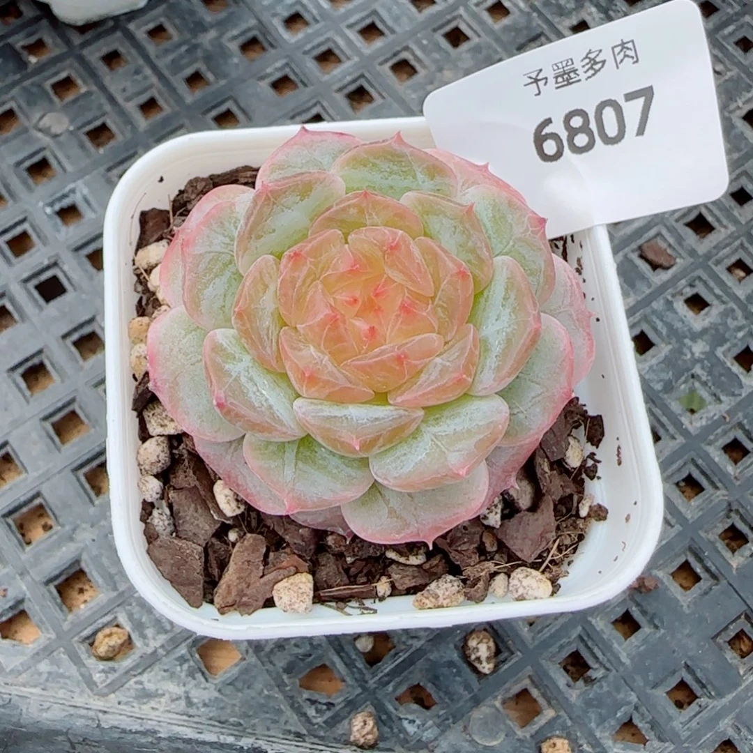 金盏珍妮，6807多肉植物