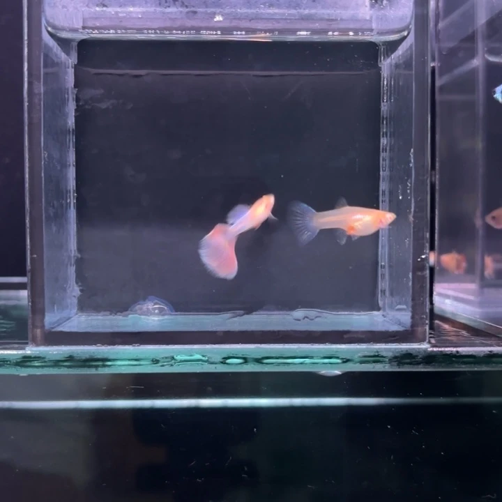 孔雀鱼天使彩虹一对九月二十五