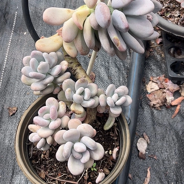 清***雅陈雪球，一物一拍。