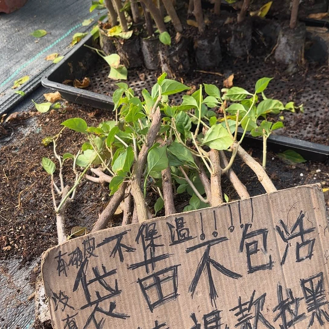 紫***烟无花朵袋苗盲盒12颗不包活20