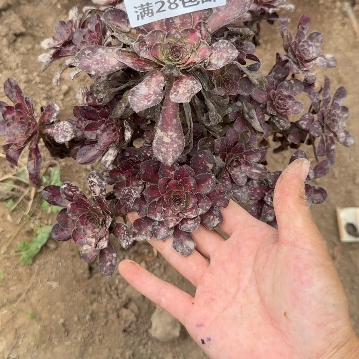 5980二号棚晚霞彩M