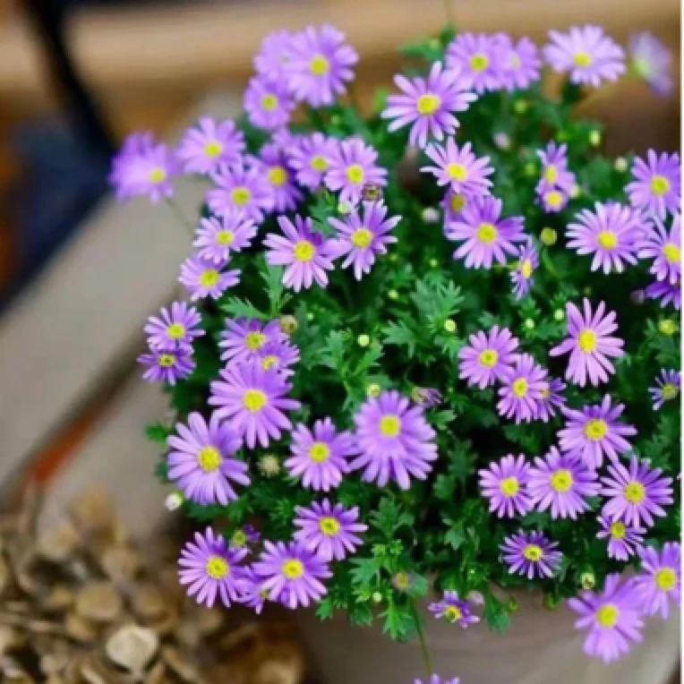 姬小菊盆栽花苗雏菊四季开花菊花阳台庭院室外花除甲醛植物易爆盆