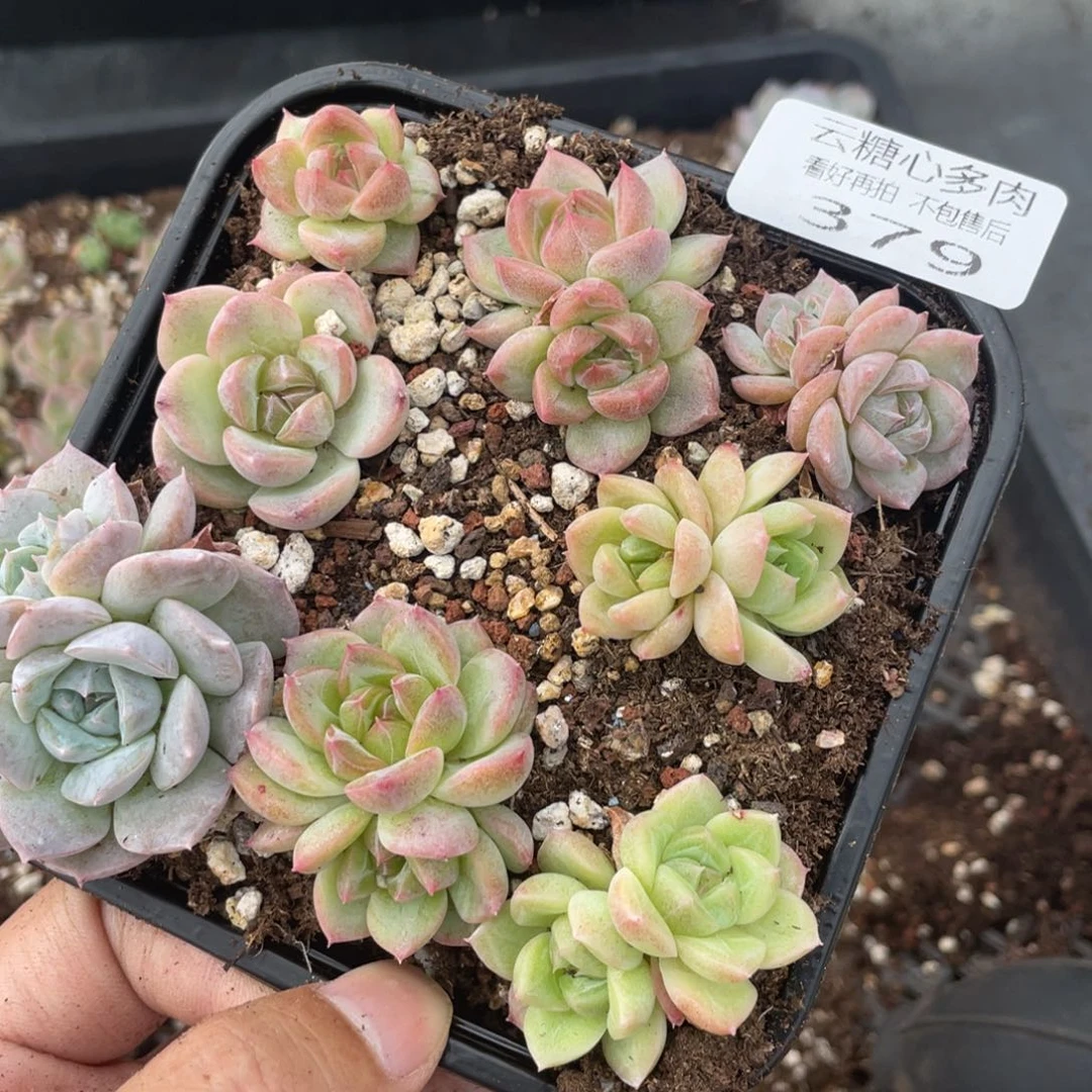 云糖心多肉植物379