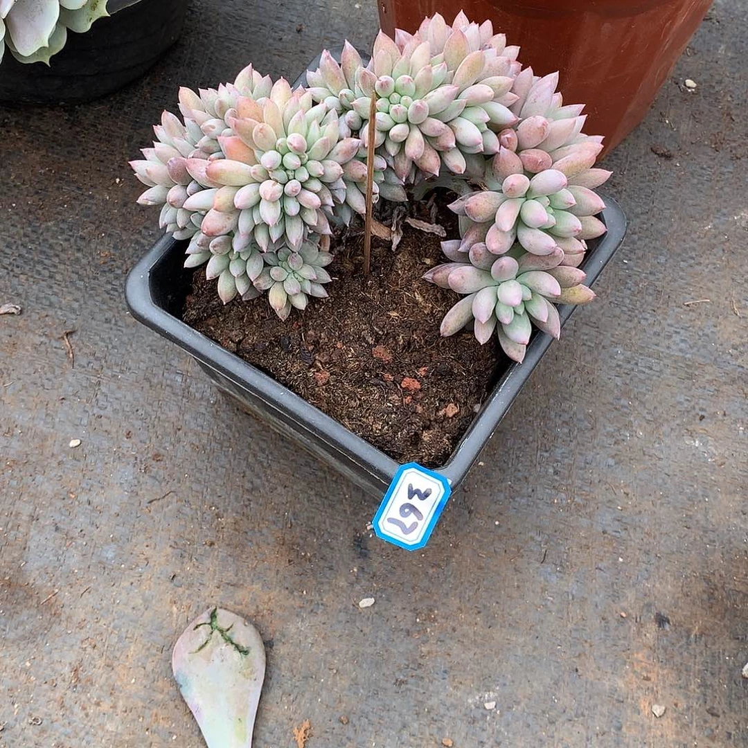 367所罗门 一物一拍多肉